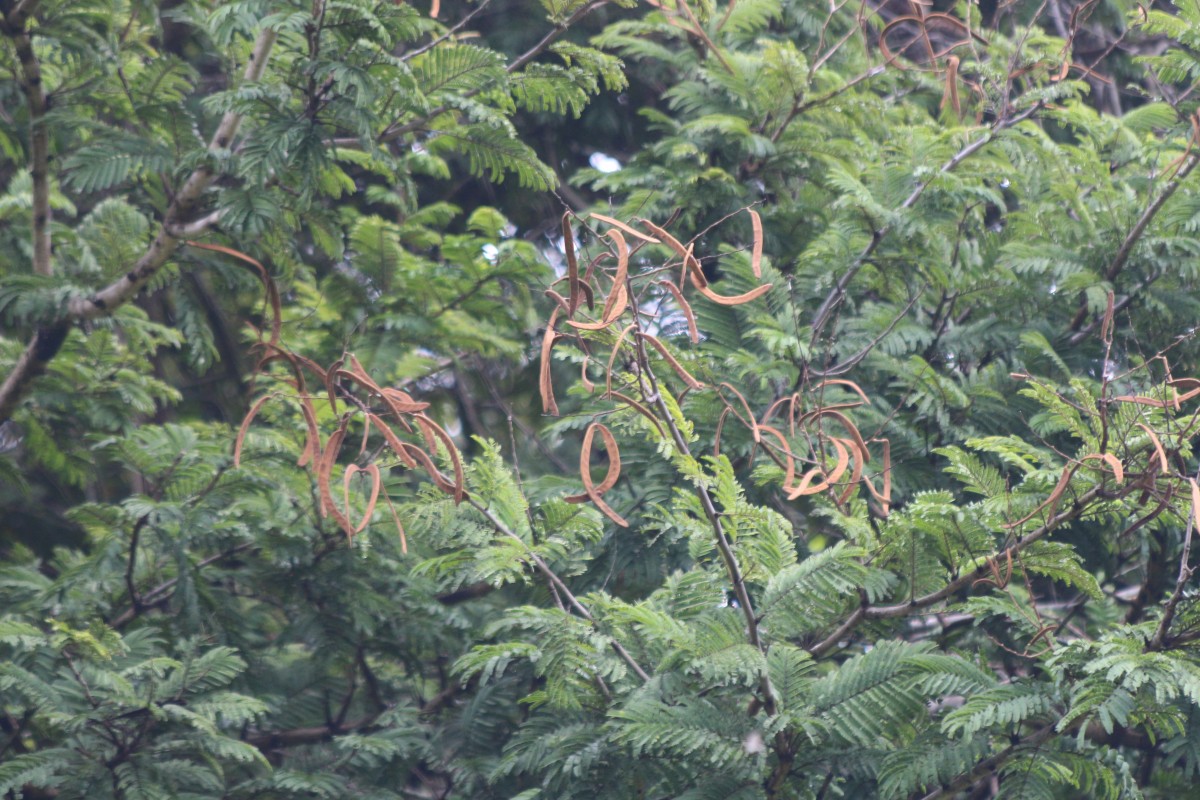 Vachellia leucophloea (Roxb.) Maslin, Seigler & Ebinger